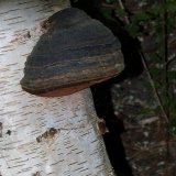 Pilz oder Nesz