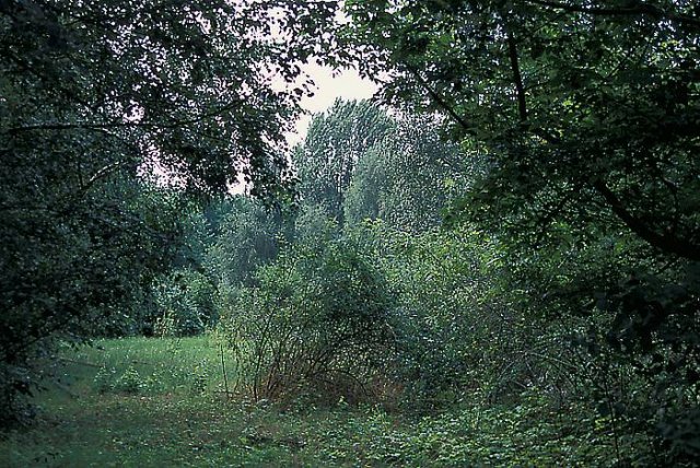 picture-0006