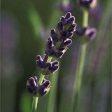 Lavendel